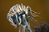 Dried Up Wildflower_44997